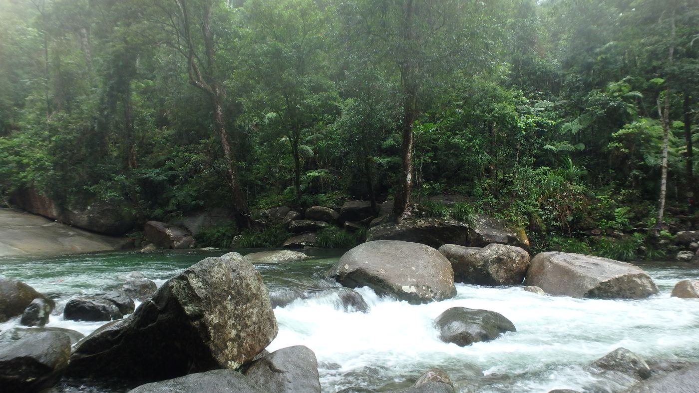 A clear creek flowing over stones through lush green bushland